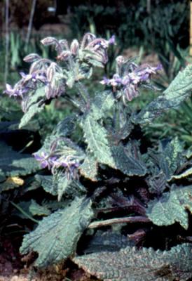 Borago officinalis (borraja)